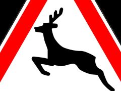 Sicherheitstipp: Vorsicht Wildwechsel!